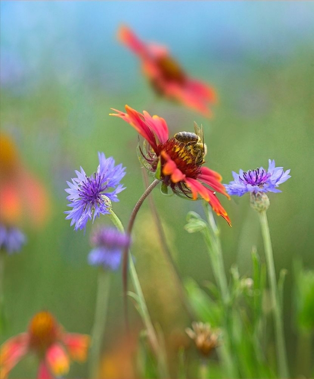 Picture of GAILLARDIA AND BACHELORS BUTTONS I