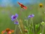 Picture of GAILLARDIA AND BACHELORS BUTTONS II