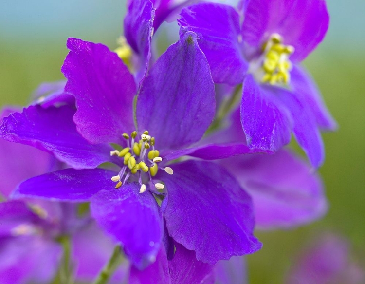 Picture of DELPHINIUM