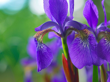 Picture of BLUE FLAG IRIS