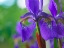 Picture of BLUE FLAG IRIS