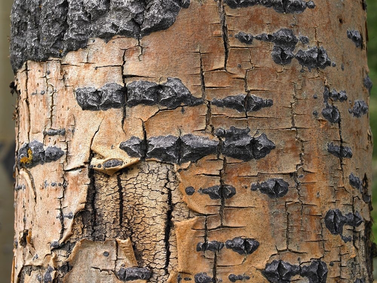 Picture of ASPEN BARK I