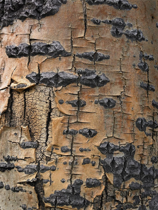 Picture of ASPEN BARK II