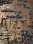 Picture of ASPEN BARK II