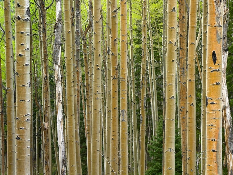 Picture of ASPEN GROVE I