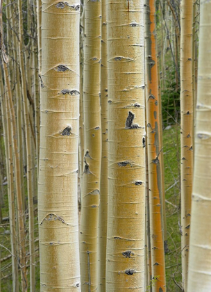 Picture of ASPEN GROVE II