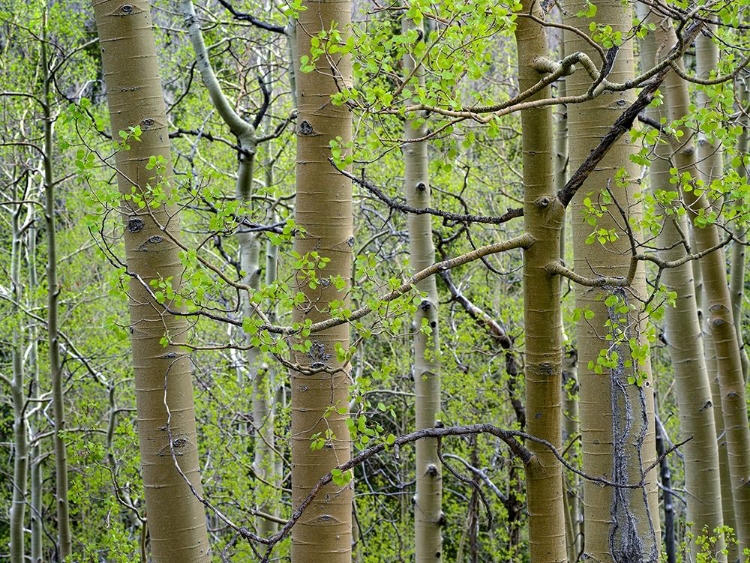 Picture of ASPEN GROVE III