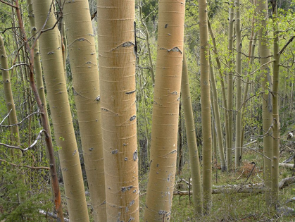 Picture of ASPEN GROVE IV