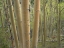 Picture of ASPEN GROVE IV