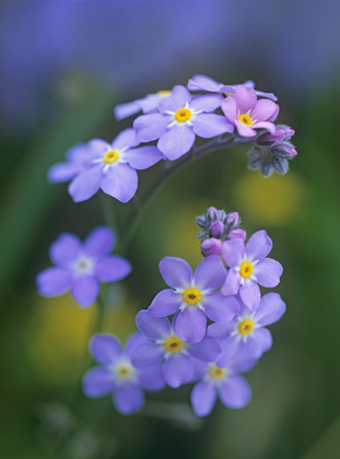 Picture of FORGET ME NOTS