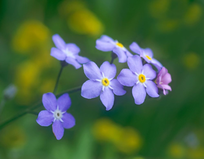 Picture of FORGET ME NOTS