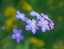 Picture of FORGET ME NOTS