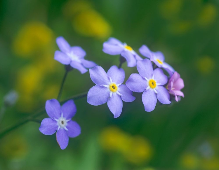 Picture of FORGET ME NOTS