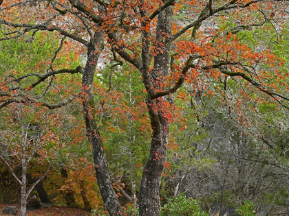 Picture of LOST MAPLES STATE PARK-TEXAS