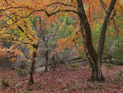 Picture of UVALDE BIGTOOTH MAPLES