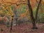 Picture of UVALDE BIGTOOTH MAPLES