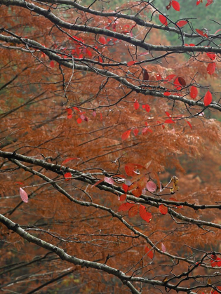 Picture of BLACKGUM IN AUTUMN NEAR MILWOOD LAKE ARKANSAS