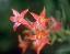 Picture of SCARLET GILIA