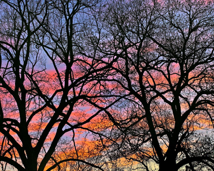 Picture of COTTONWOOD TREE AT SUNSET