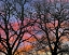 Picture of COTTONWOOD TREE AT SUNSET