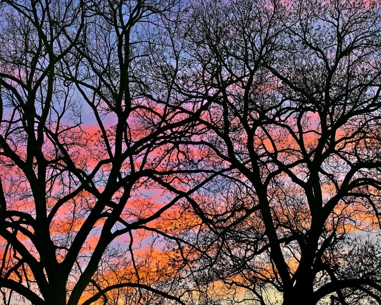 Picture of COTTONWOOD TREE AT SUNSET