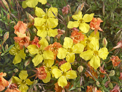 Picture of YELLOW EVENING PRIMROSE