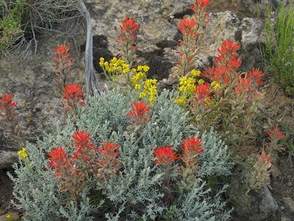 Picture of INDIAN PAINTBRUSH I