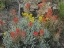 Picture of INDIAN PAINTBRUSH I