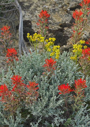 Picture of INDIAN PAINTBRUSH II