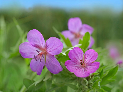 Picture of STICKY GERANIUMS