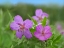 Picture of STICKY GERANIUMS