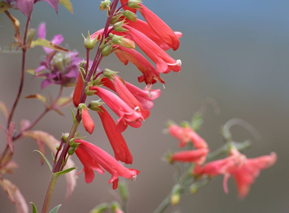 Picture of FIRECRACKER PENSTEMON