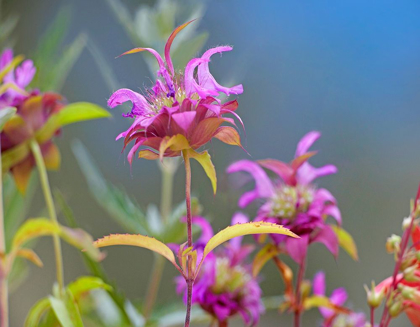 Picture of LEMON MINT WILDFLOWERS