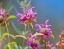 Picture of LEMON MINT WILDFLOWERS