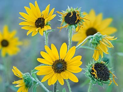 Picture of PRIARIE SUNFLOWERS I