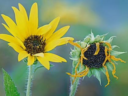 Picture of PRIARIE SUNFLOWERS II