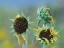 Picture of PRAIRIE SUNFLOWERS III 