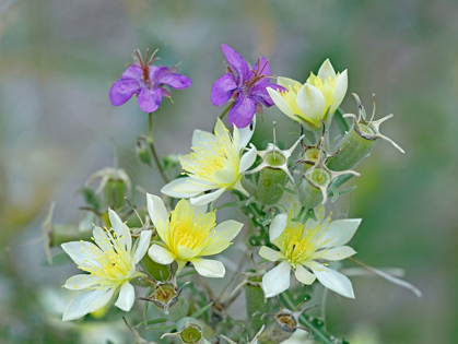 Picture of ADONIS BLAZINGSTAR AND WILD GERANIUM