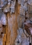 Picture of YELLOW CEDAR TRUNK