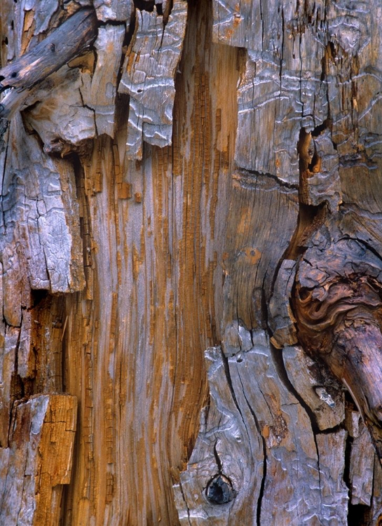 Picture of YELLOW CEDAR TRUNK
