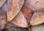 Picture of FROZEN WILLOW LEAVES