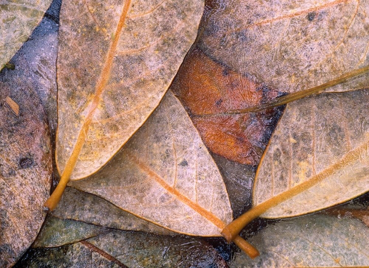 Picture of FROZEN WILLOW LEAVES