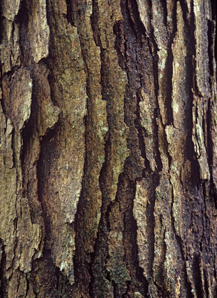 Picture of WHITE OAK BARK 