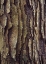 Picture of WHITE OAK BARK 
