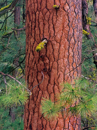 Picture of PONDEROSA PIEN TRUNK