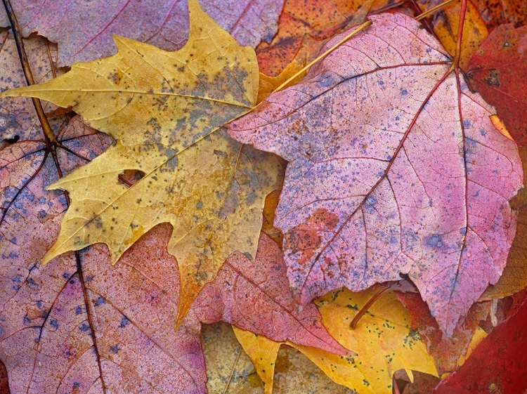 Picture of SUGAR AND RED MAPLE LEAVES