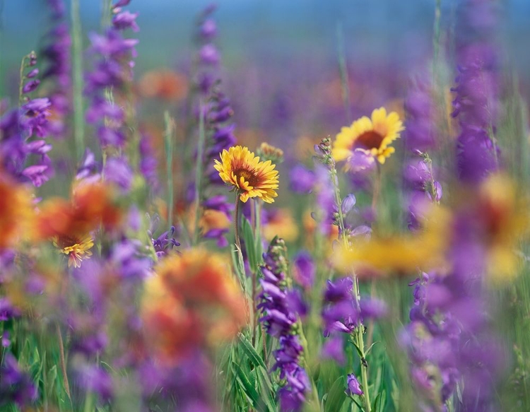 Picture of AILARDIA AND ROCKY MOUNTAIN PENSTEMONS