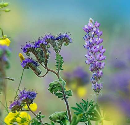 Picture of BLUE PHACELIA AND DESERT LUPINE