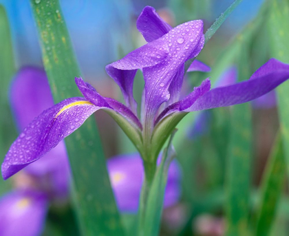 Picture of BLUE FLAG IRIS