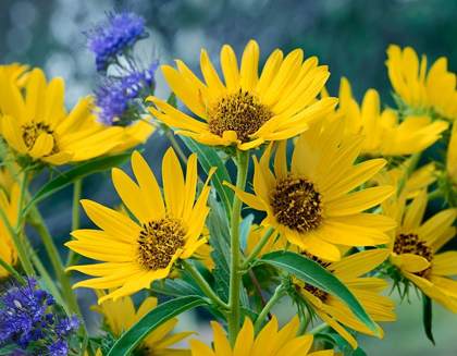 Picture of MAXIMILLIAN SUNFLOWERS
